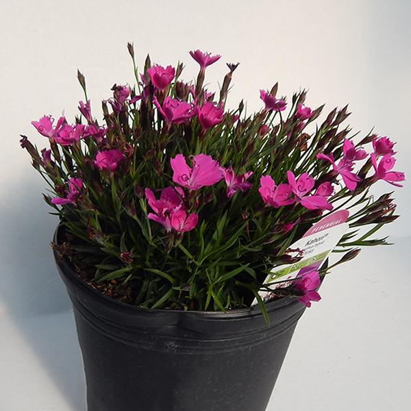 Dianthus Kahori - 1c