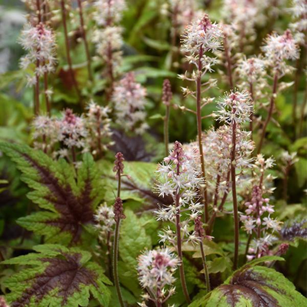 Tiarella Sugar Spice - 1c