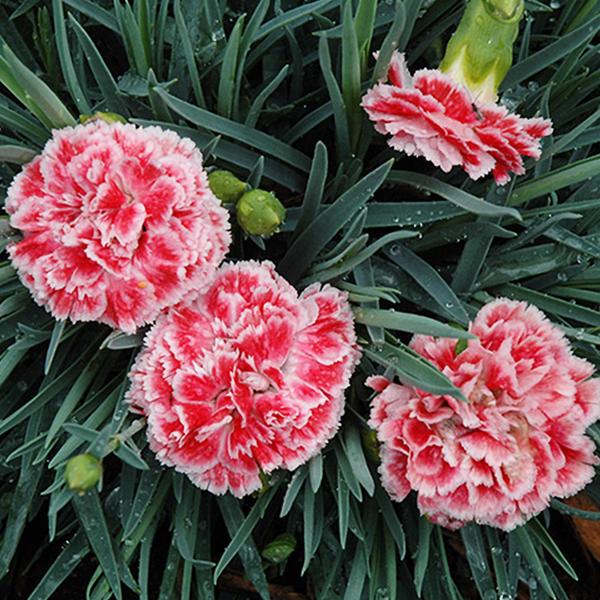 Dianthus Coral Reef - 1c