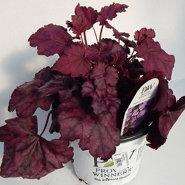 Heuchera Wild Rose Pw - 1c