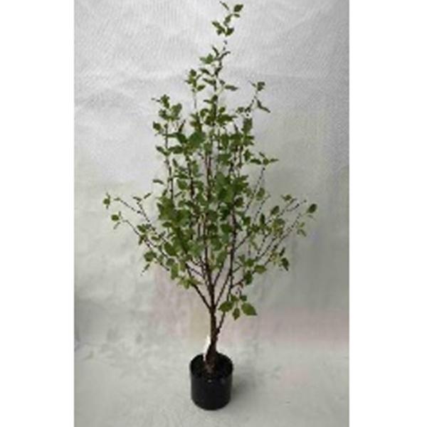 Potted Mountain Leaf Tree 4ft