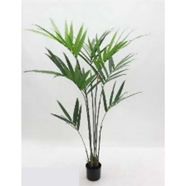 Potted Kentia Palm 4ft