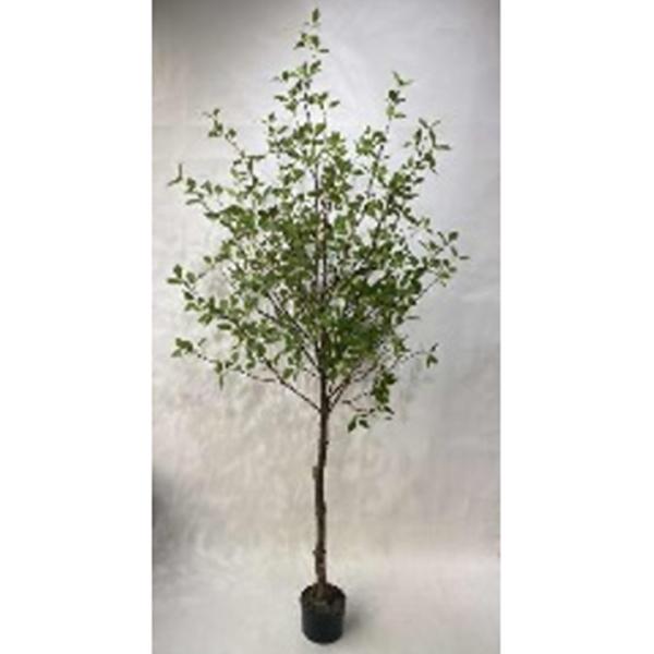 Potted Mountain Leaf Tree - 6ft Artificial