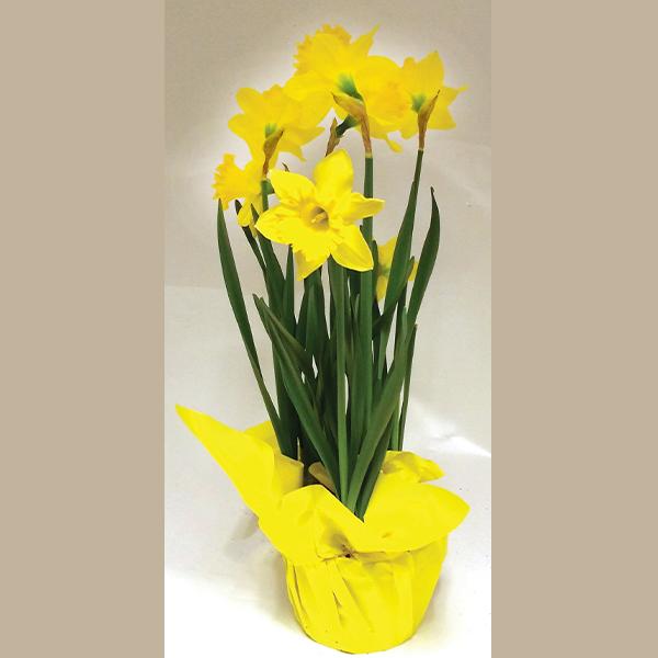 Spring Daffodil - 6in