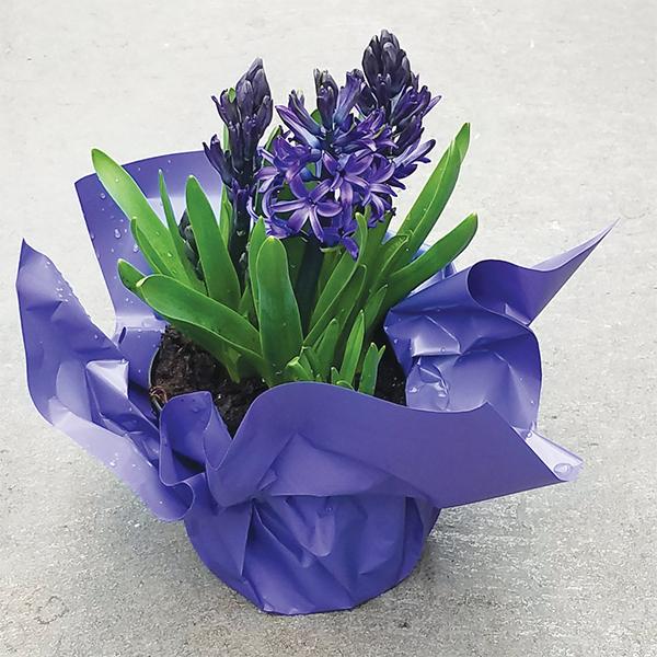 Easter Single Bloom Hyacinth - 4.5 in