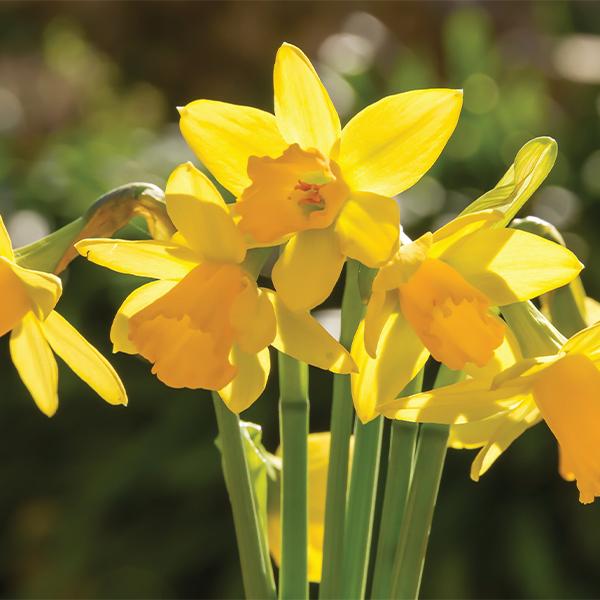 Tete a Tete Daffodil - 4.5 in