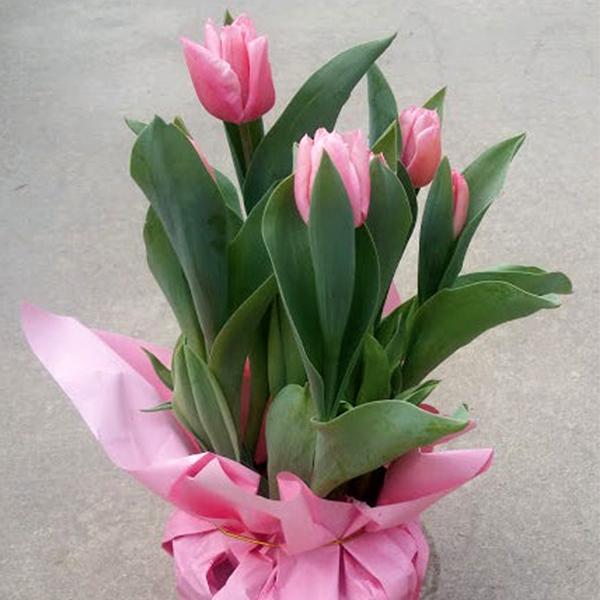 Spring Tulip - 6 in