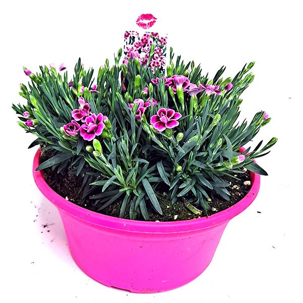Pink Kisses Dianthus in Pink Deco Bowl - 8 in