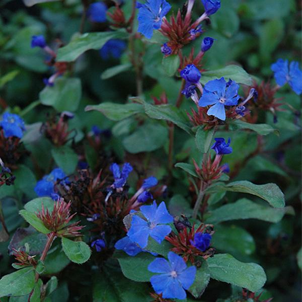 Ceratostigma Plumbaginoides - 1c