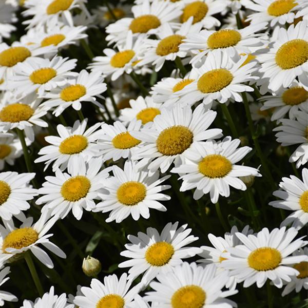 Leucanthemum Becky - 1c