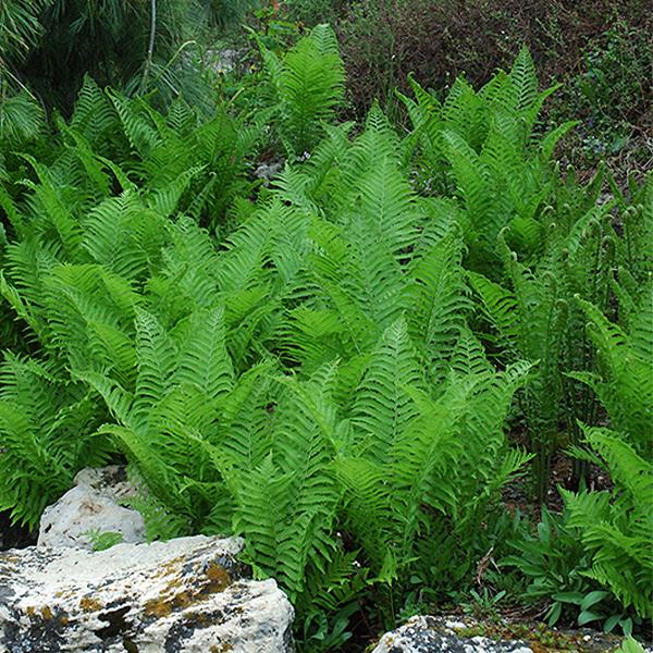 Fern Ostrich - 1c