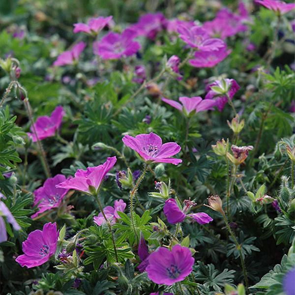 Geranium Max Frei - 1c