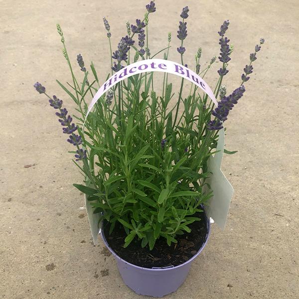 Lavandula Hidcote - 1c