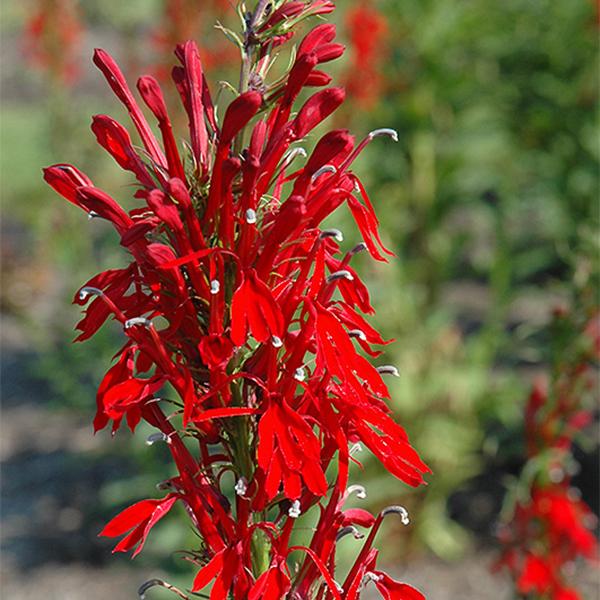 Lobelia Cardinal - 1cs