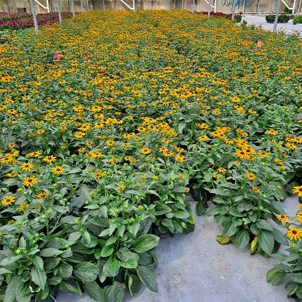 Rudbeckia Goldsturm - 1c