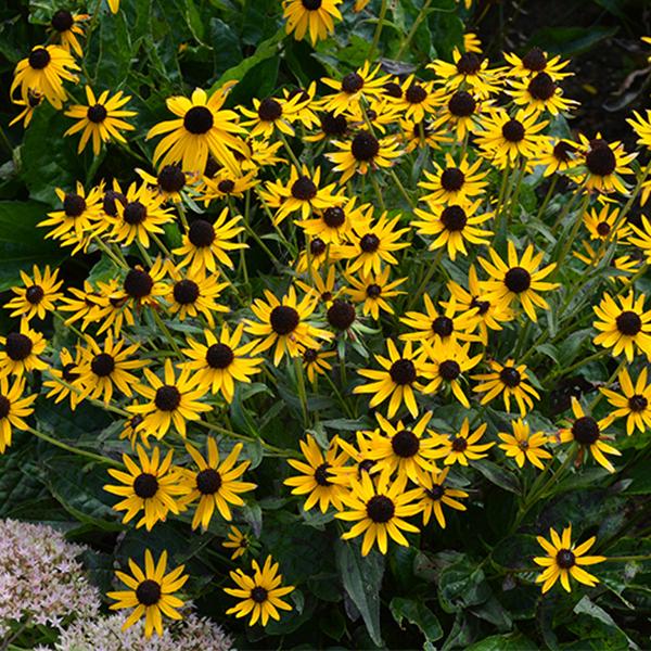 Rudbeckia Viettes Little Suzy - 1c