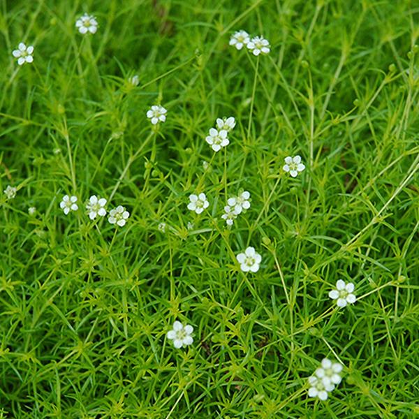 Sagina Scotch Moss - 1c