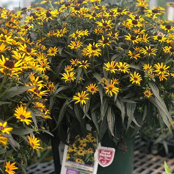 Rudbeckia Little Goldstar - 1c