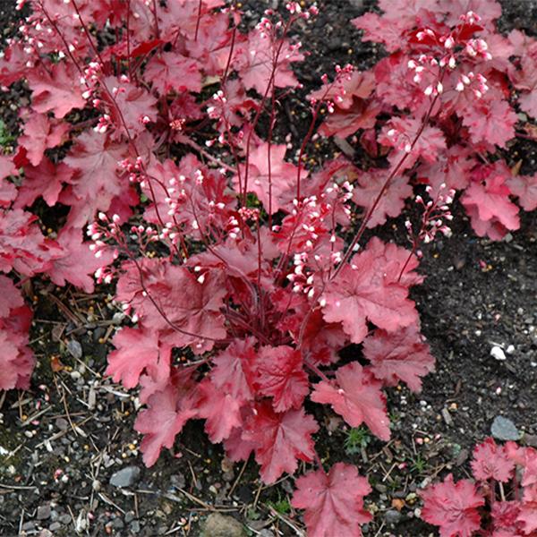 Heuchera Fire Chief - 1c