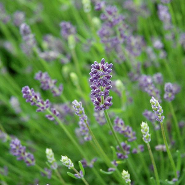 Lavandula Ellagance Purple - 1c