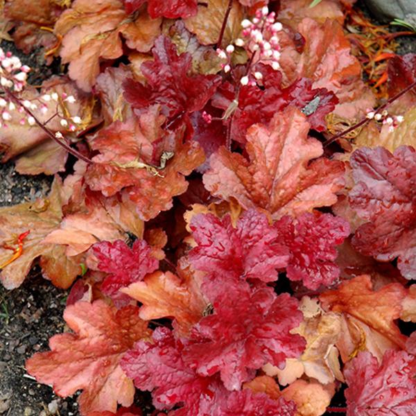 Heuchera Fire Alarm - 1c