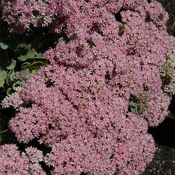 Sedum Lime Zinger - 1c