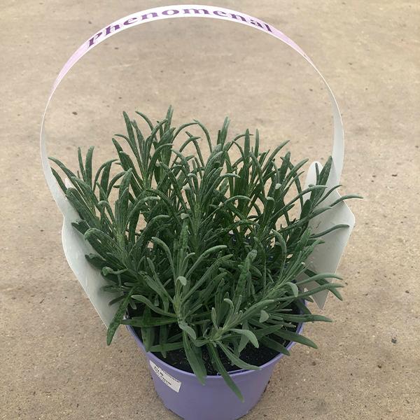 Lavandula Phenomenal - 1c