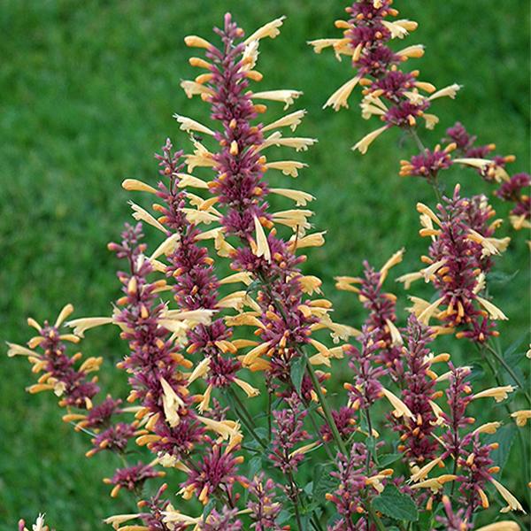 Agastache Peachy Keen - 1c