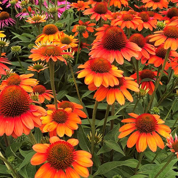 Echinacea Flamenco Orange - 1c