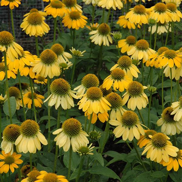 Echinacea Lemon Yellow - 1c