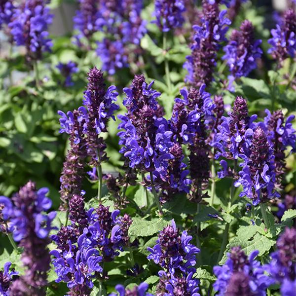 Salvia Blue Marvel - 1c