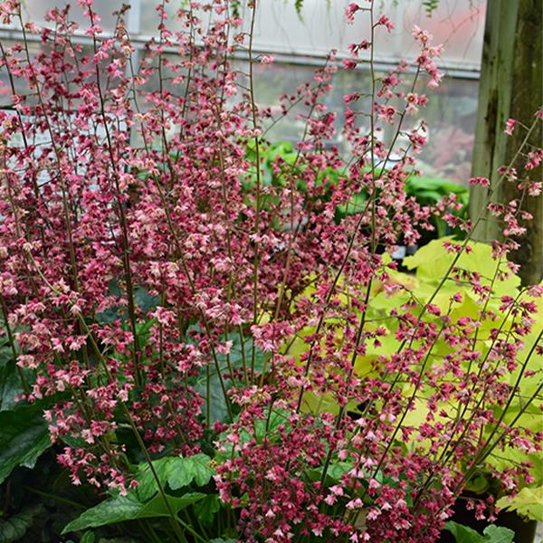 Heuchera Berry Timeless - 1c