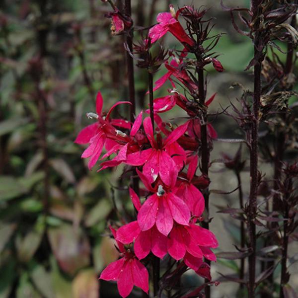 Lobelia Starship Deep Rose - 1c