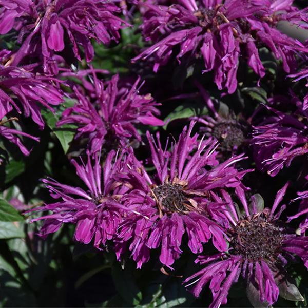 Monarda Rockin Raspberry - 1c