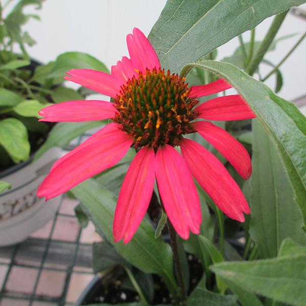 Echinacea Glowing Dream - 1c