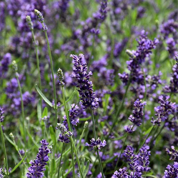 Lavandula Big Time Blue - 1c