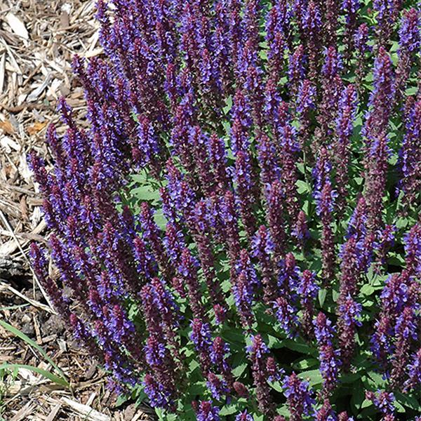 Salvia Caramia - 1c