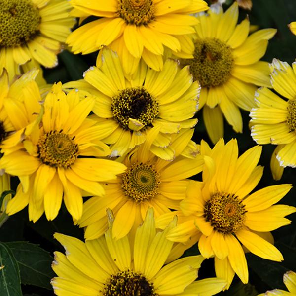  Heliopsis Tuscan Gold PW - 1c