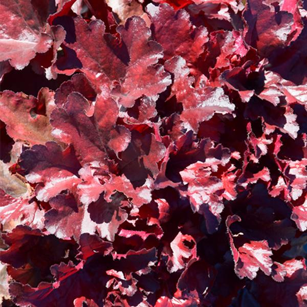 Heuchera Forever Red - 1c