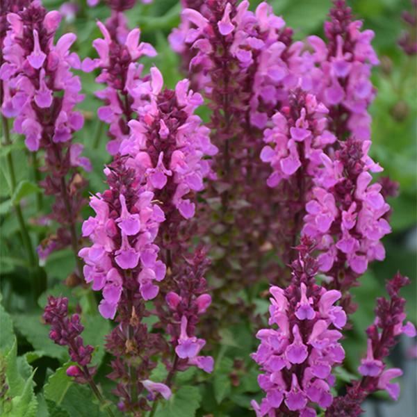 Salvia Rose Marvel - 1c