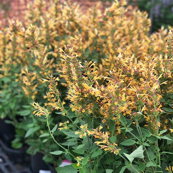  Agastache Poquito Butter Yellow - 1c