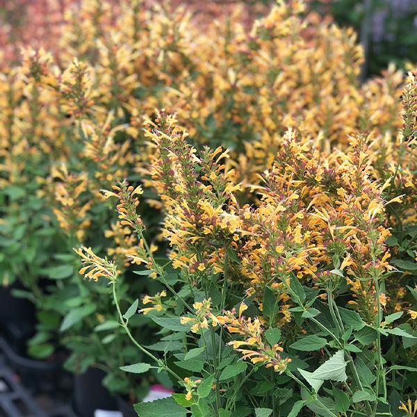 Agastache Poquito Butter Yellow - 1c