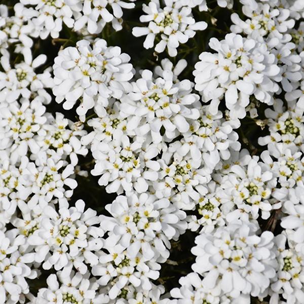 Iberis Snowsation - 1c