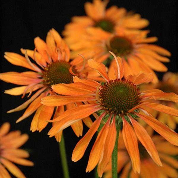 Echinacea Prima Saffron - 1c