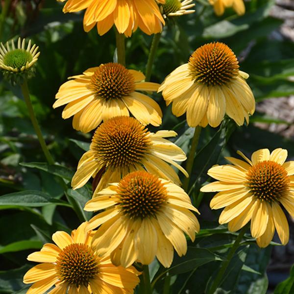 Echinacea Granada Gold - 1c