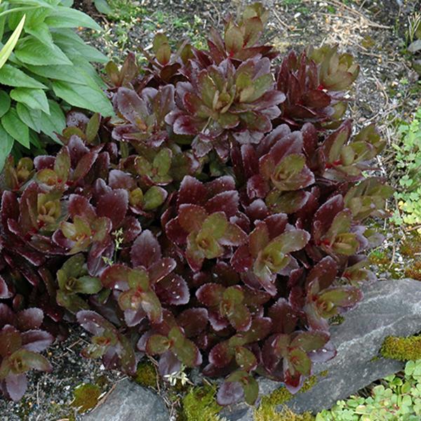 Departments Sedum Conga Line 1c