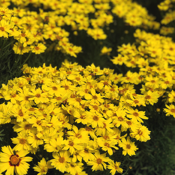 Coreopsis Zagreb - 1c