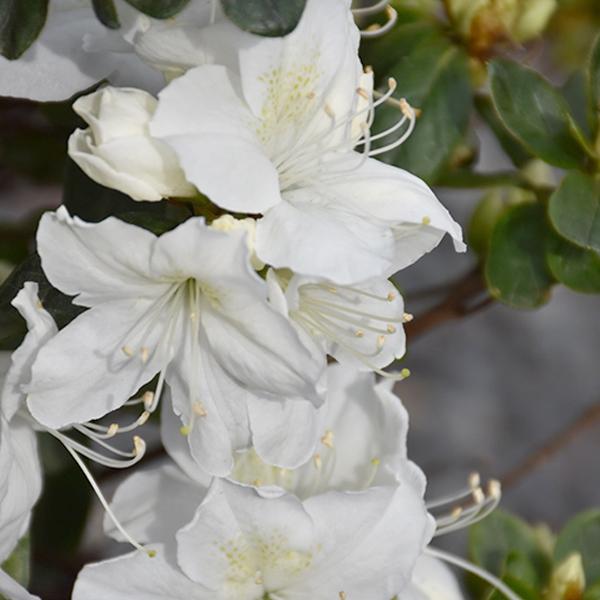 Azalea Delaware Valley White Early - 3c