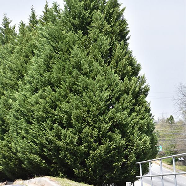 Leyland Cypress - 3c