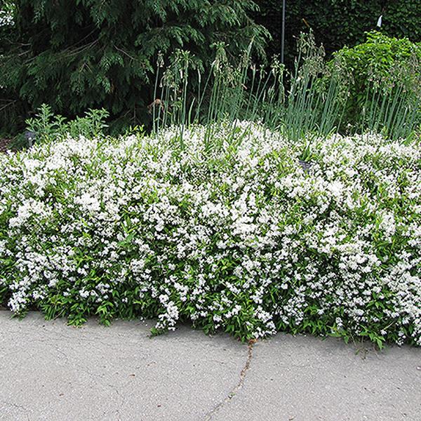 Deutzia Dwarf  - 3c